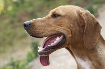 The first working dogs were hunters bred from wild wolves by early humans