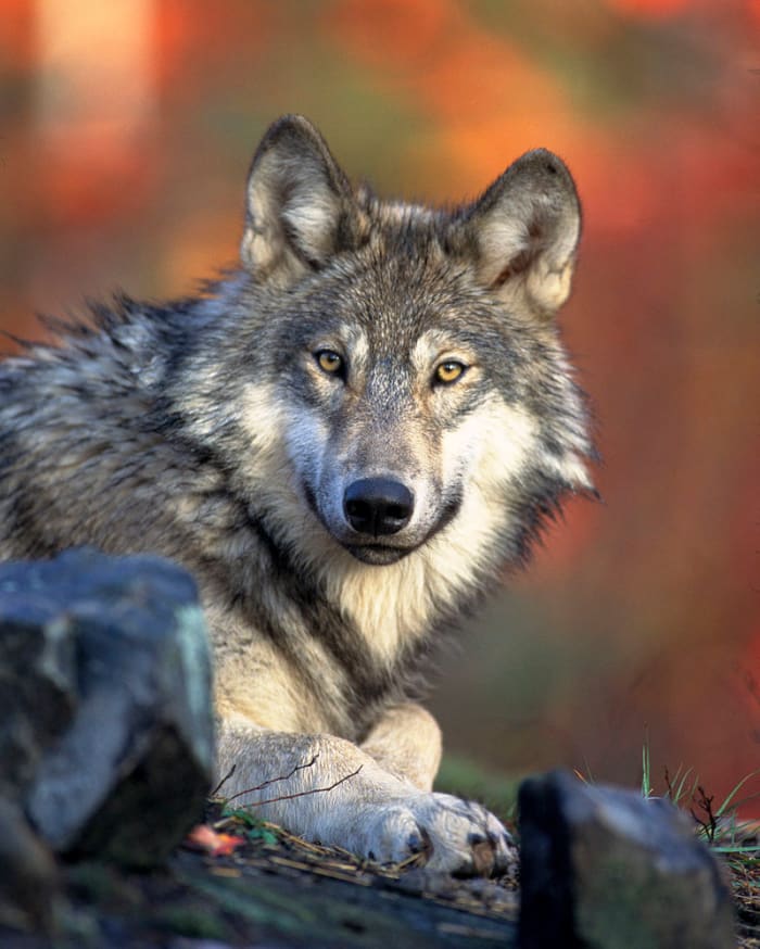 The ancestors of modern working dogs were all bred from their wild cousins, the wolves