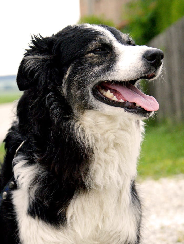 The Border Collie is among the most charming and adaptable of all the working dogs