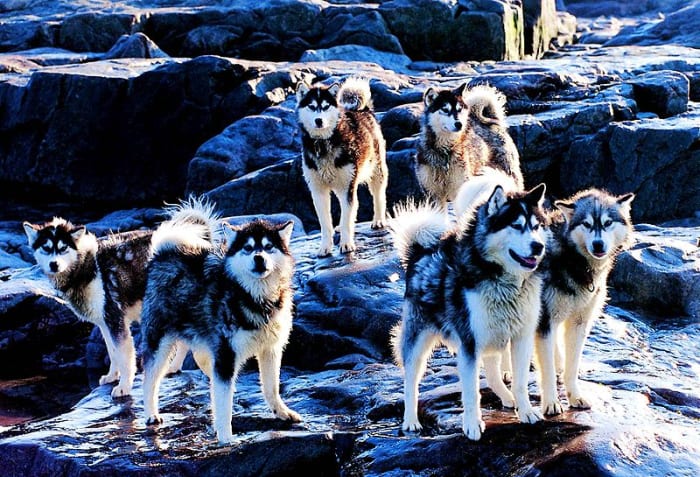 A single Alaskan Husky can pull a sled up to three times its own weight