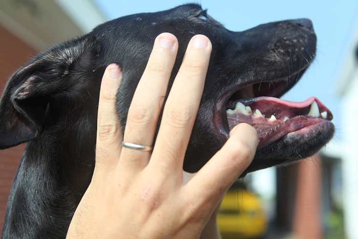 You can also test for dehydration with a capillary refill check. Press you finger on the dog's gums, then let go. If the pink color comes back immediately, all's well. If it stays white, your dog may be dehydrated.