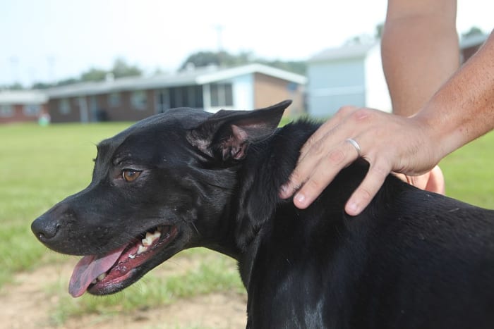 Rubbing a dog's neck hair the wrong way is a quick test for dehydration. If it stays up after rubbing, the dog may be dehydrated.