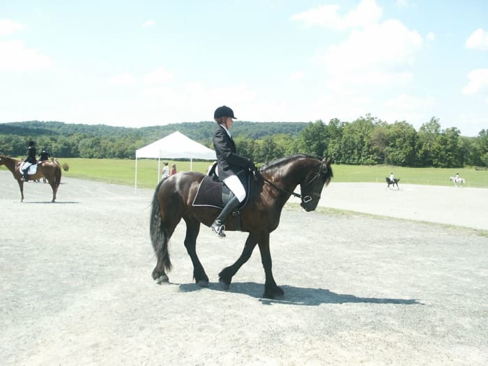Riders that are planning on showing will most likely want to lease the horse for the duration of the show season.