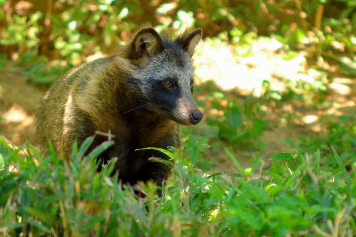 As a result of the raccoon dog's natural history, they will never be legal in the United States.