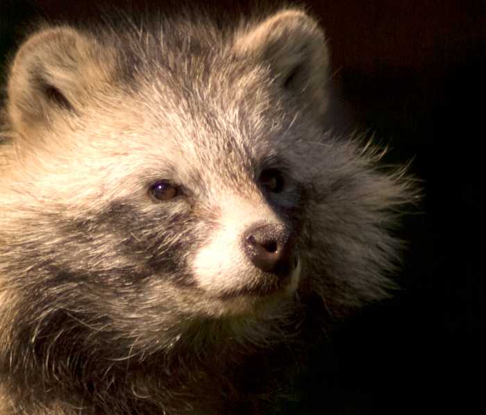 Invasive mammals that become established solely from released or escaped animal populations is extremely rare.