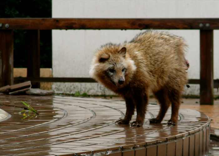 hroughout Europe and parts of Russia, raccoon dogs (Nyctereutes procyonoides) have become a prominent invasive species.