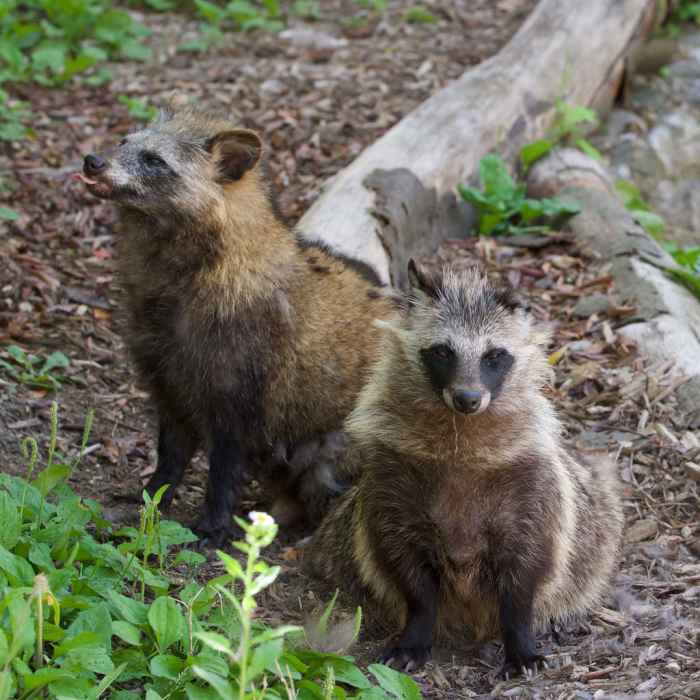 Raccoon dogs are highly adaptable and many parts of Europe and Russia mirror their home range in climate and food availability.