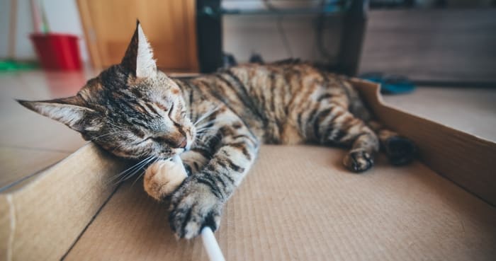Cat games needn't be complicated. Many felines like spontaneous games or even just playing inside a box.