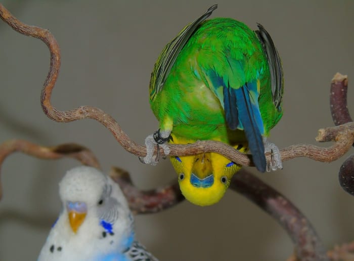 Gezonde parkieten zijn de clowns van de vogelwereld en zorgen met hun capriolen voor urenlang vermaak.