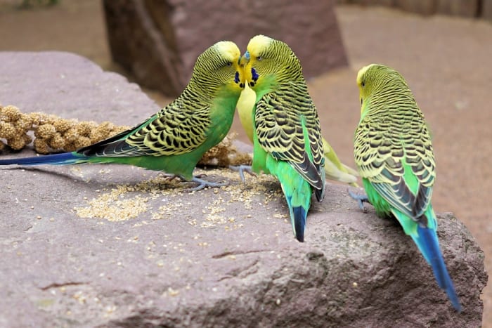 Budgies sind am glücklichsten, wenn sie sich aneinander binden und sich gegenseitig pflegen.