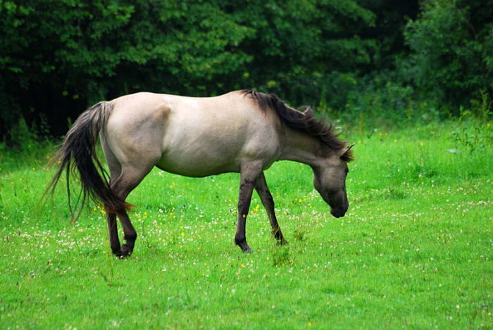A grullo (also known as blue dun or mouse dun), the rarest equine coat color.
