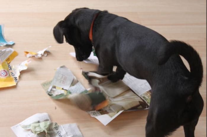 Cachorro destrozando papeles nuevos en pedazos.