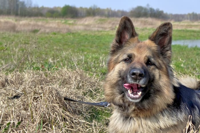 german-shepherd-teeth-cleaning-guide