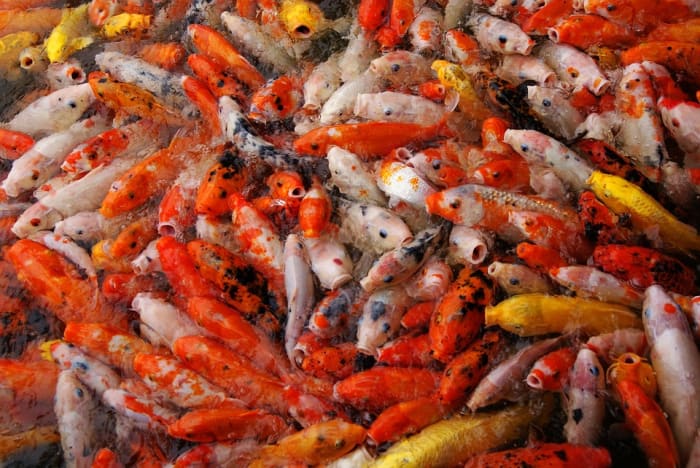 Overpopulation is not only unhealthy and tragic, but also removes the beauty of a koi pond where simplicity and minimalism is key.