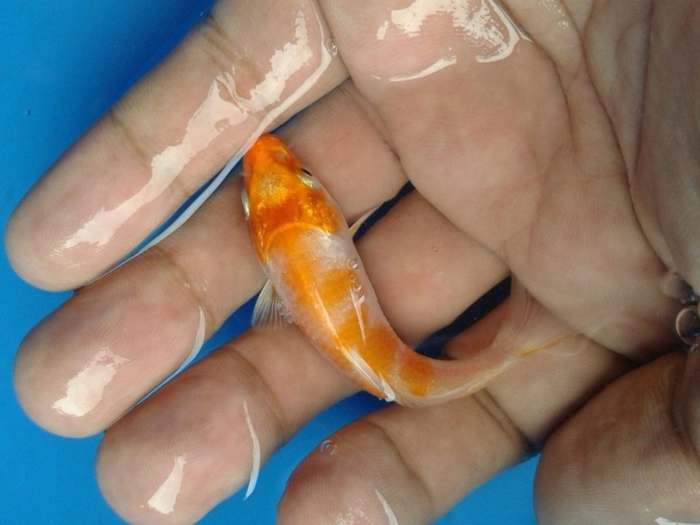 Correct handling is important. Koi are normally scooped, very gently, from below. Large koi sometimes need both hands to support the fish.