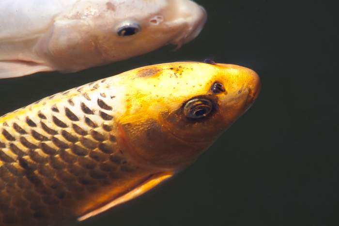 Koi prefer company but not a crowd. If your quarantine tub is big enough, you can keep two or three new fish together.