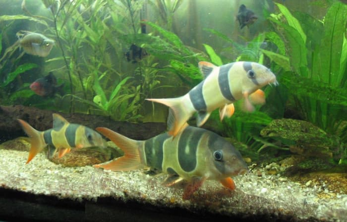Clown loaches are fish that eat snails, but they grown too large for many home aquariums.