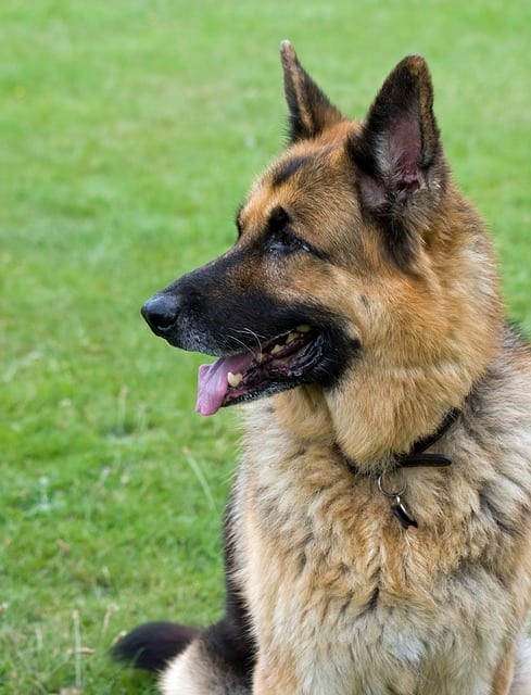 Your German Shepard can sit, too.