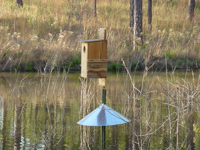 This wood duck nesting box is close enough to the water and includes a protective guard to keep predators away.