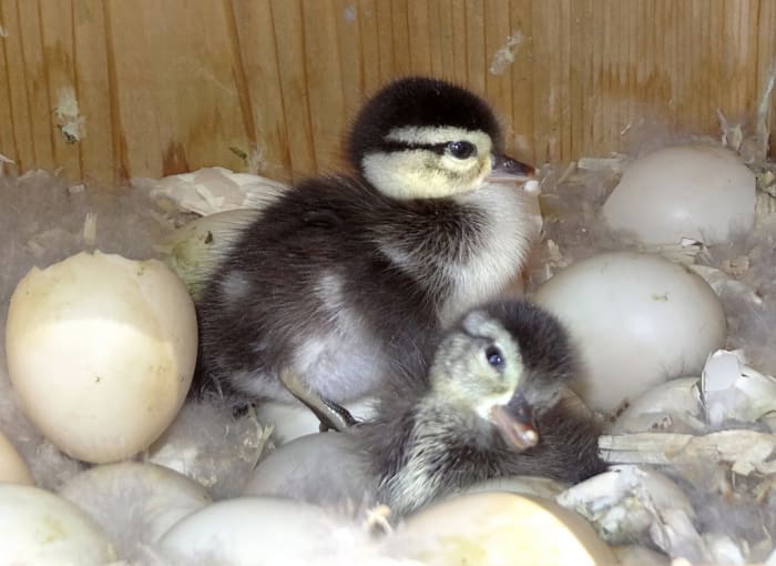 Soon, these baby wood ducks will be leaving the safety of the nesting box and will jump to the water or ground below the nest, which is sometimes 50 feet away.