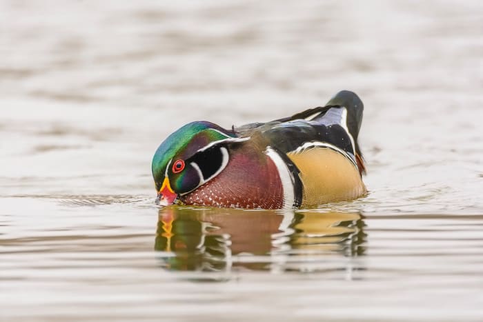 Wood ducks hunt for food while they are swimming, earning the name "dabbling ducks."