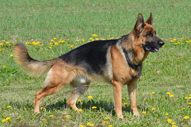 how-to-train-a-german-shepherd-to-stay