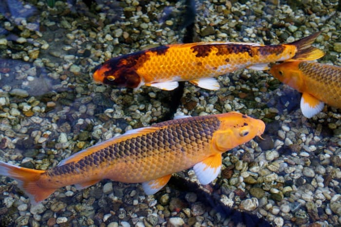 Females are more robust and plump (foreground) and males tend to have slim, more flattened looks (top of the image).