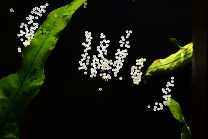 Unfertilized eggs are easy to spot. They turn white very quickly. The eggs containing the babies are clear enough to see the creatures' eyes.