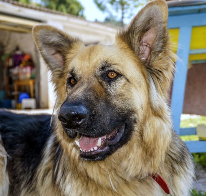 german-shepherd-coat-care-and-grooming-tips