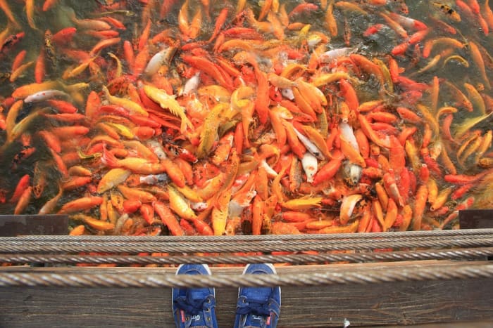 This view has little tranquility, one of the main purposes of a koi pond. Keep your population down to a minimal level.