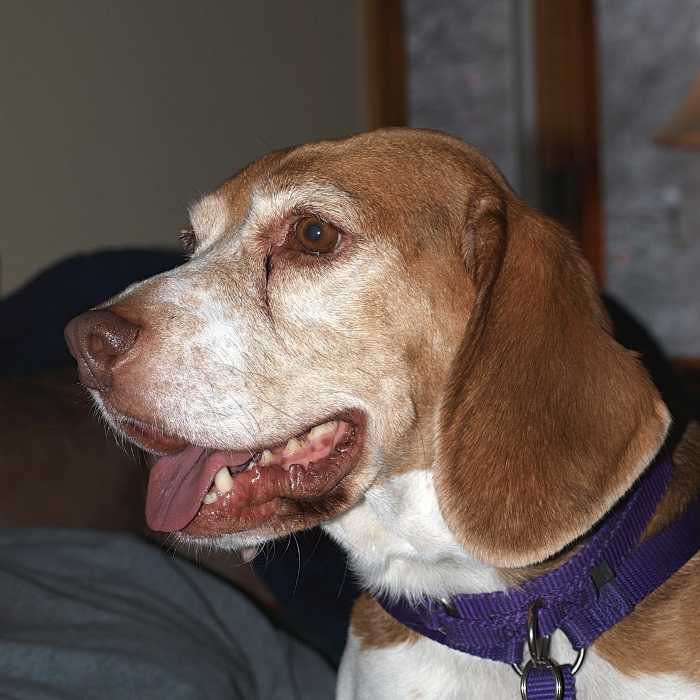 225+ Awesome Beagle Names PetHelpful By fellow animal lovers and