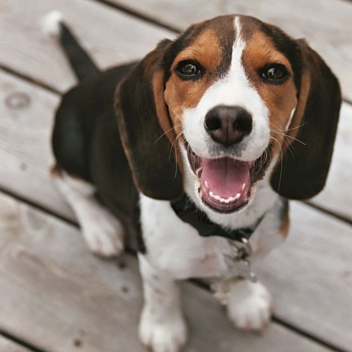 225+ Awesome Beagle Names PetHelpful By fellow animal lovers and