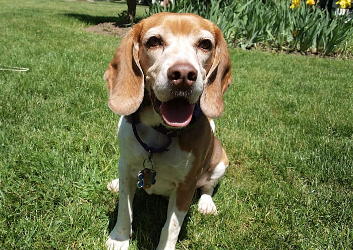 225+ Awesome Beagle Names - PetHelpful - By fellow animal lovers and ...