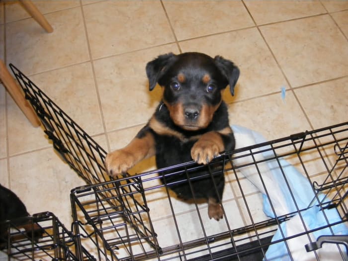 Crates work well for short-term confinement. Here is my male pup (Kaiser) by his crate.