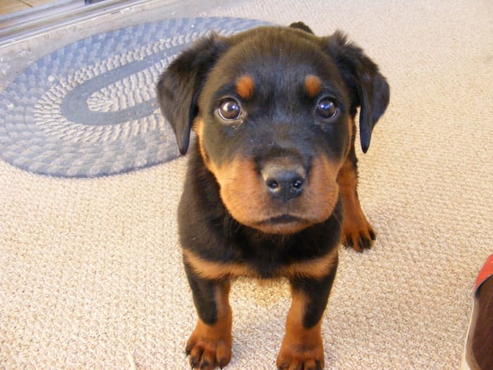 Puppies may start potty training as early as two months of age.