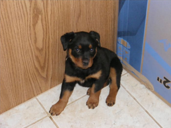 A closed off area with tiles works well as a long-term confinement area. Here is my female puppy (Petra) by her long-term confinement area.