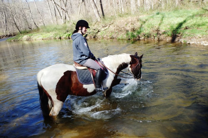 This is Buddy. He is now fully retired from work because of pain in his front feet that we haven't been able to find a way to remedy. He had a long career as an event and dressage pony.