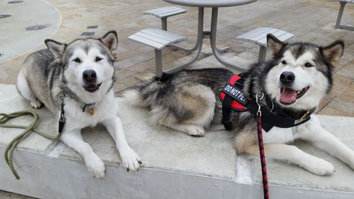 Like well-trained seals waiting for a treat!