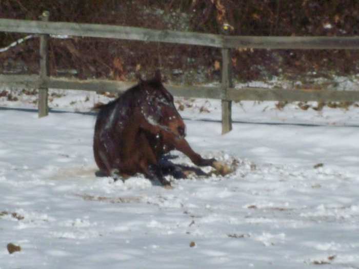 If your horse can frolic in the snow like this with no problems, they probably don't need a blanket.