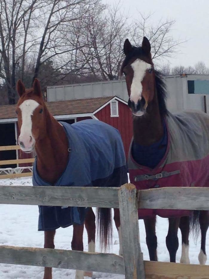 These two pictured, both wear blankets because their super high metabolism keeps them slender to begin with and we don't want them to lose any weight trying to keep warm!