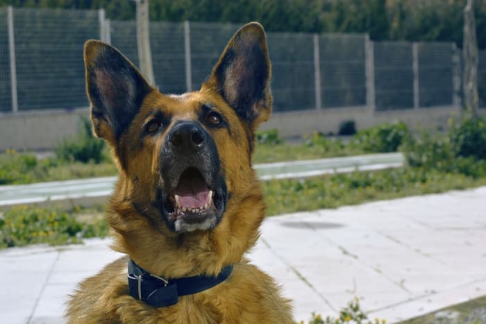 how-to-teach-a-german-shepherd-not-to-bark