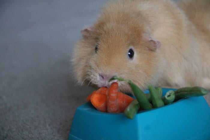 Our pet Ruthie enjoys a rare treat of carrots and green beans. The high sugar content in carrots, along with calcium requires this food to be given sparingly. Green beans contain vitamin C, a nutrient all cavies need.
