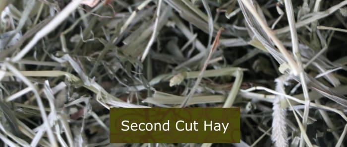 We feed our pets second cut hay, as they are healthy adults and this is the optimal cut for them.