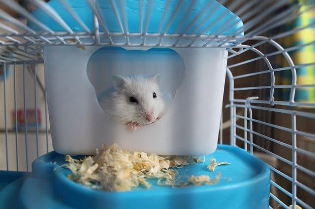 cages et jouets pour hamsters