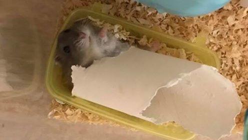 hamster-kooien-en-speelgoed