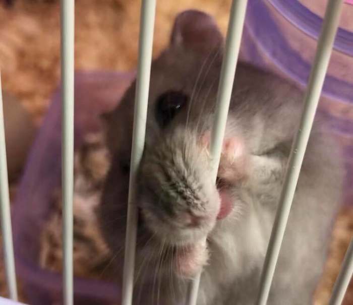 A hamster chewing the bars of her cage