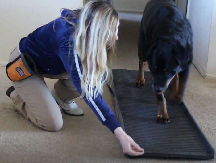 Here Kaiser is learning to walk on the ramp using a food lure (which is later faded)