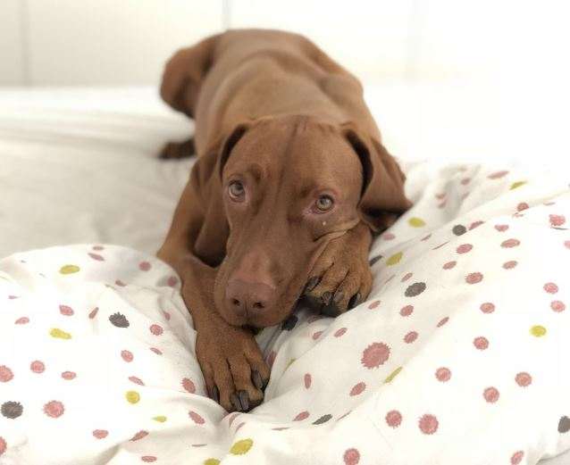 Why It's Best to Let Sleeping Dogs Lie
