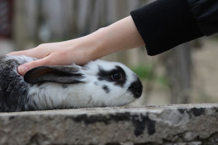 The rabbit willing, lavish a little attention on him or her. This tests the animal's temperament and could be enjoyable for both of you.