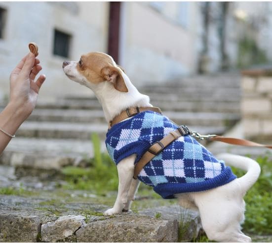 can-an-aggressive-dog-be-rehabilitated-after-biting